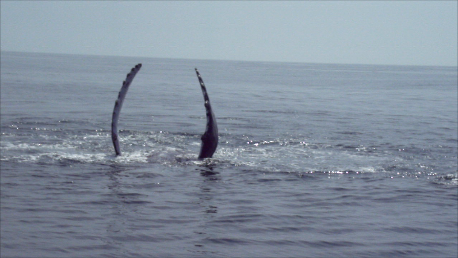 The Wonderful arching flukes of Mother Whale